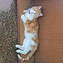 Digger is registered to the contest to win money with this photo: animal, cat, collar, curious, dirt, domestic_cat, ears, feline, ground, leaves, lying_down, nature, orange_cat, outdoor, pet, relaxed, tail, whiskers, white_cat, wooden_box