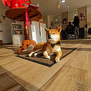 Yuna a rejoint le concours — aidez-le/la à gagner de superbes lots ! dog, shiba_inu, bow_tie, indoor, salon, wooden_floor, rug, table, sunlight, shadow, person, stylist, customer, chair, mirror, shelf, bottle, decor, modern, casual