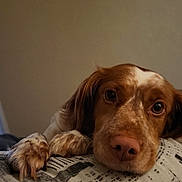 Saphire a rejoint le concours — aidez-le/la à gagner de superbes lots ! dog, pet, indoor, resting, cushion, brown_fur, white_fur, closeup, face, paw, sleepy, cute, animal, canine, nostrils, ears, looking, fur, relaxed, home