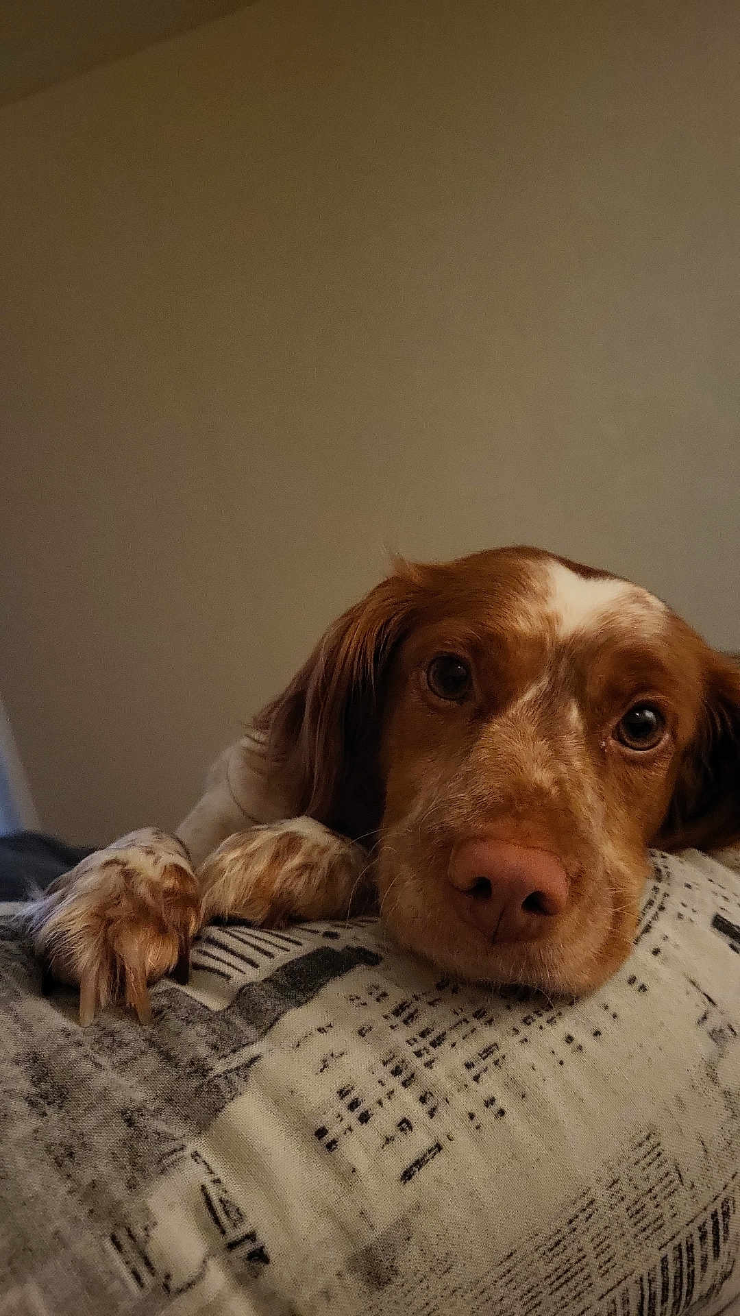 Saphire a rejoint le concours — aidez-le/la à gagner de superbes lots ! dog, pet, indoor, resting, cushion, brown_fur, white_fur, closeup, face, paw, sleepy, cute, animal, canine, nostrils, ears, looking, fur, relaxed, home