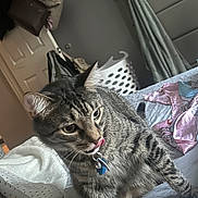 Milano joined the competition — help win amazing prizes! animal, bed, bedroom, blanket, cat, clothing, collar, curious, domestic_animal, ears, feline, fur, household, indoor, laundry_basket, pet, resting, tabby_cat, tongue_out, whiskers