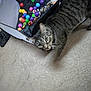 animal, carpet, cat, closeup, colorful_balls, container, curious, domestic_animal, ears, feline, floor, green_eyes, indoor, looking_up, pet, play, striped, tabby, toy, whiskers