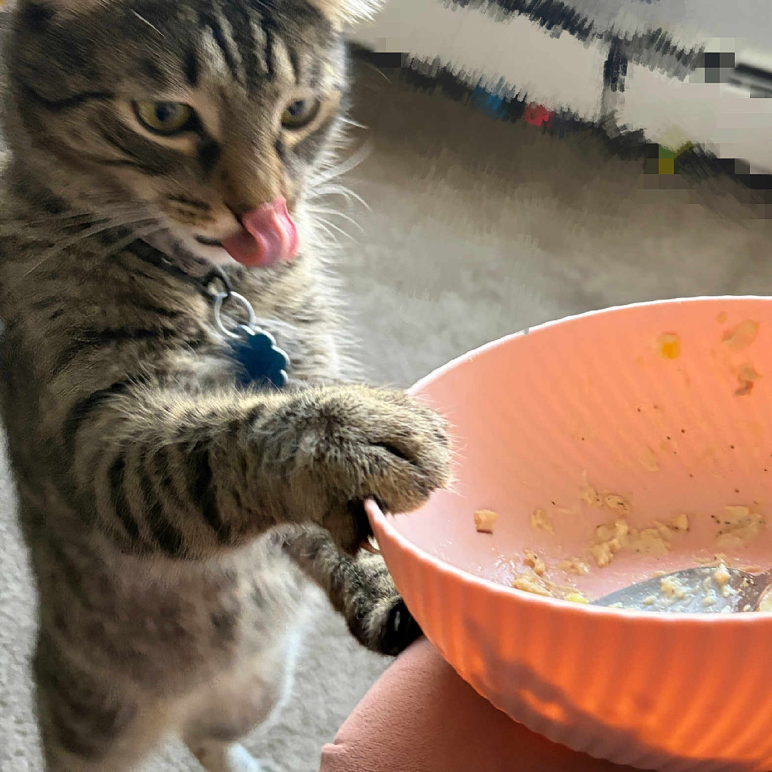 Milano joined the competition — help win amazing prizes! animal, bowl, carpet, cat, closeup, collar, curious, cute, domestic_animal, feline, food, fur, indoor, kitchen, licking, paw, pet, playful, tabby, whiskers
