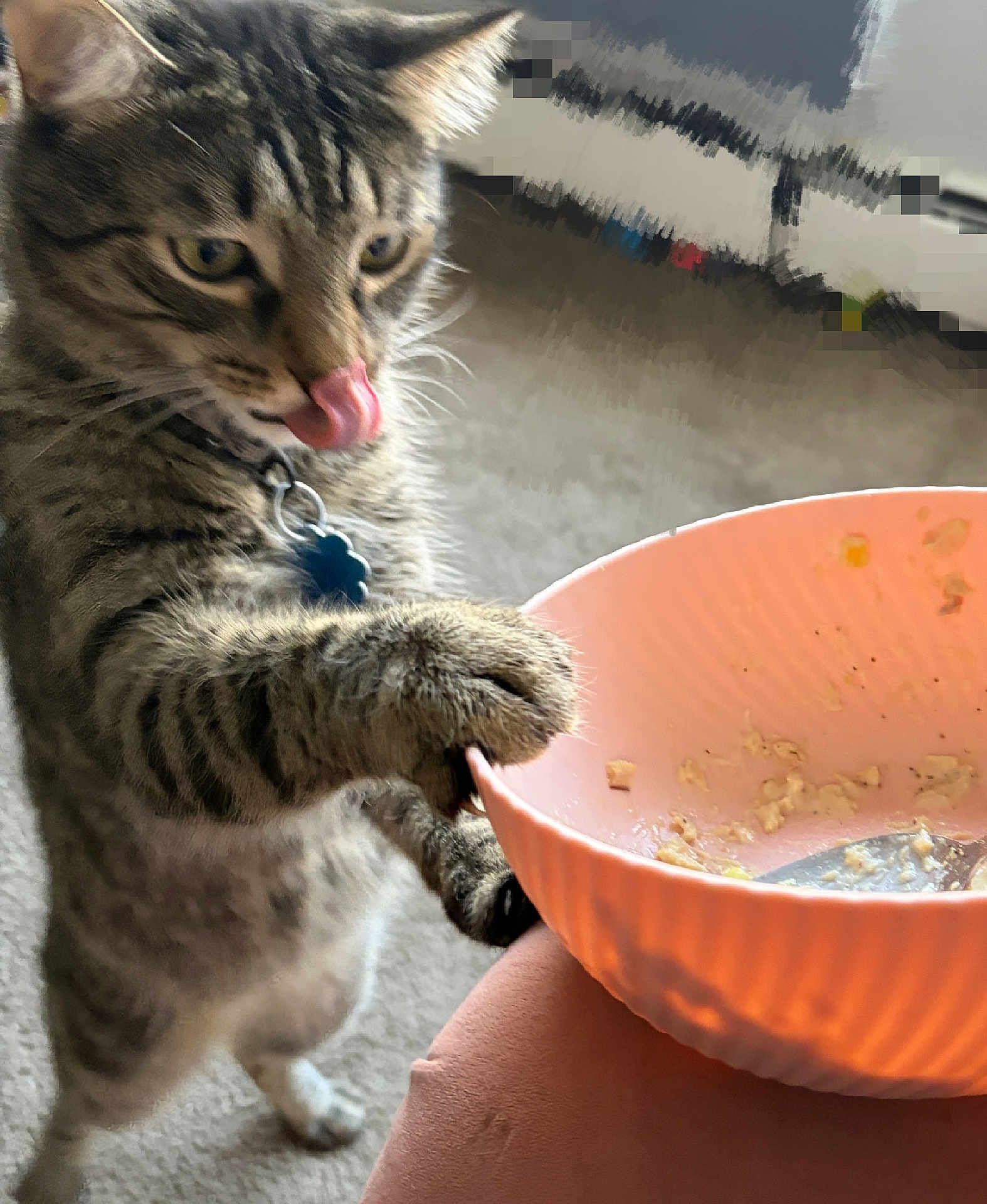 Milano joined the competition — help win amazing prizes! animal, bowl, carpet, cat, closeup, collar, curious, cute, domestic_animal, feline, food, fur, indoor, kitchen, licking, paw, pet, playful, tabby, whiskers