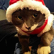 Vincent is registered to the contest to win money with this photo: cat, animal, pet, costume, santa_hat, holiday, festive, fur, whiskers, paws, yellow_eyes, indoor, cute, closeup, portrait, christmas, red, white, black, sleepy