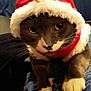 cat, animal, pet, costume, santa_hat, holiday, festive, fur, whiskers, paws, yellow_eyes, indoor, cute, closeup, portrait, christmas, red, white, black, sleepy