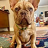 dog, french_bulldog, puppy, pet, indoor, living_room, carpet, ears, collar, tag, brown_fur, cute, animal, sitting, floor, close_up, expression, whiskers, home, domestic_animal