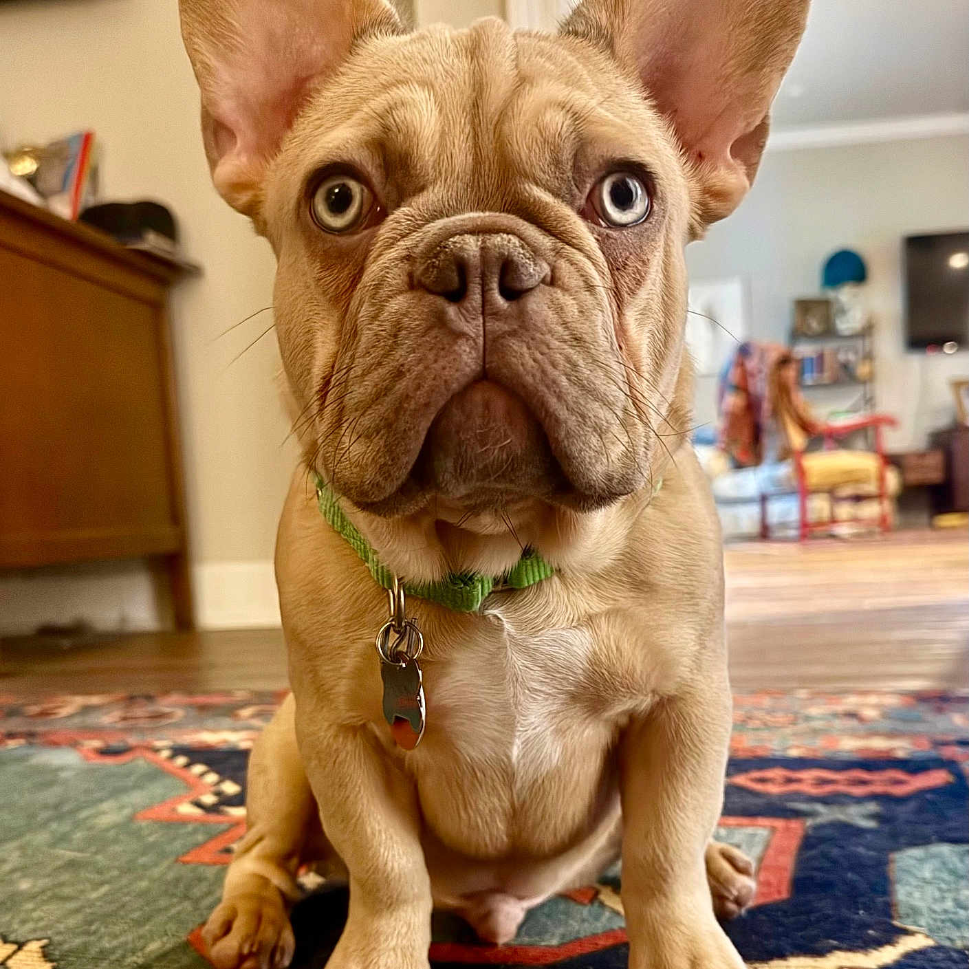 Hercules joined the competition — help win amazing prizes! dog, french_bulldog, puppy, pet, indoor, living_room, carpet, ears, collar, tag, brown_fur, cute, animal, sitting, floor, close_up, expression, whiskers, home, domestic_animal