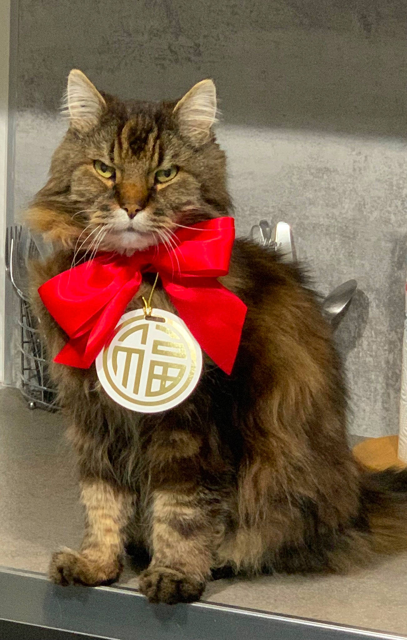 Guyzmo participe au concours pour gagner de l'argent avec cette photo : box, cardboard, carnivore, cat, domestic_short_haired_cat, fawn, felidae, fur, paper_product, paw, photo_caption, small_to_medium_sized_cats, snout, tail, terrestrial_animal, whiskers