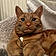 Marmalade