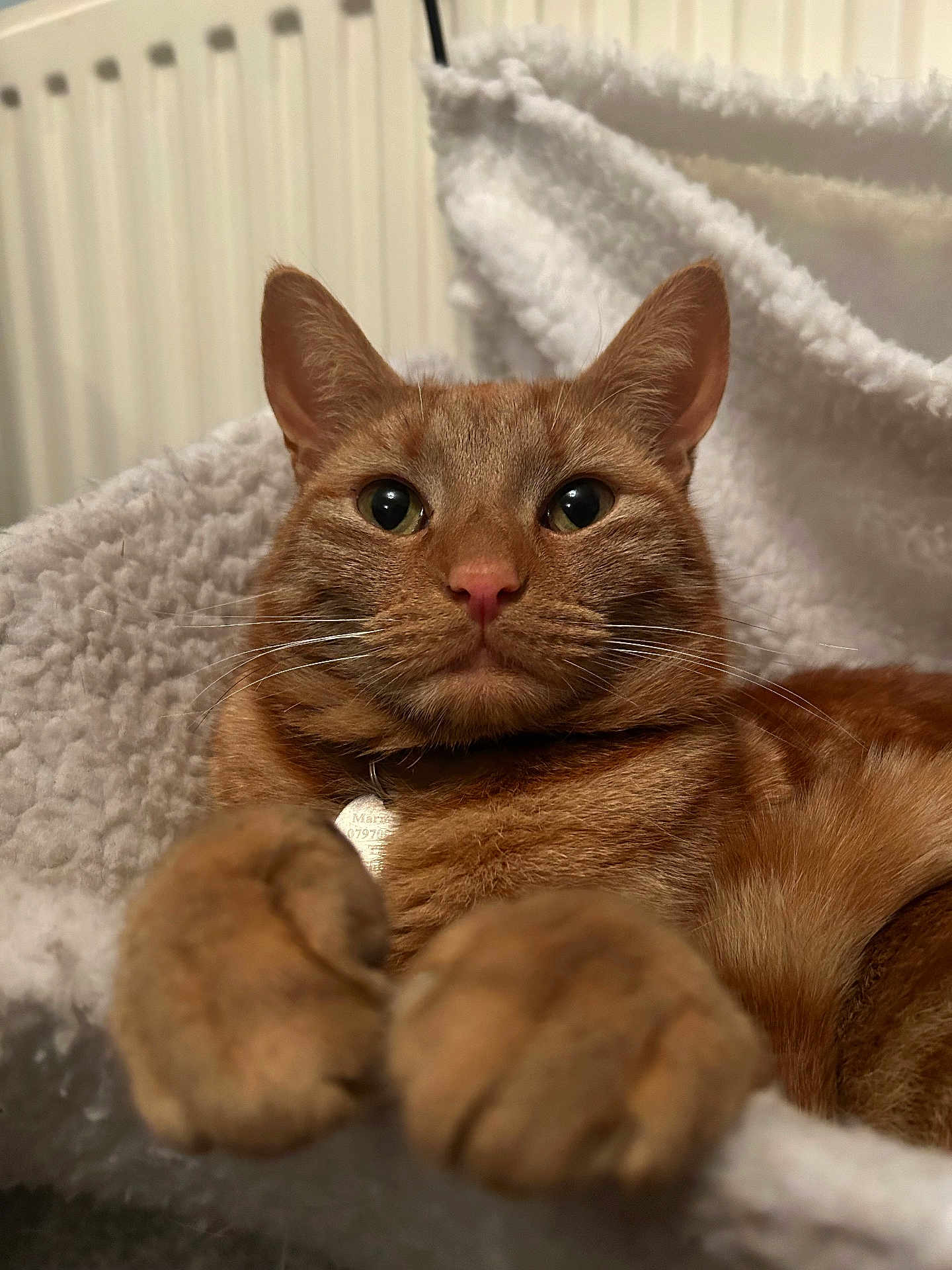 Marmalade