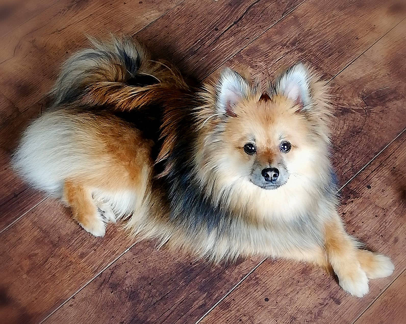 Kenzo a rejoint le concours — aidez-le/la à gagner de superbes lots ! ancient_dog_breeds, canidae, carnivore, companion_dog, dog, dog_breed, fawn, fur, german_spitz, german_spitz_klein, german_spitz_mittel, non_sporting_group, snout, spitz, sporting_group, tail, terrestrial_animal, toy_dog, whiskers, working_animal