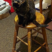 Meow joined the competition — help win amazing prizes! animal, boxes, carpet, cat, clutter, curious, domestic, ears, floor, furniture, indoor, papers, pet, room, sitting, table, tail, tortoiseshell_cat, whiskers, wooden_stool