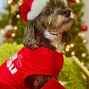 Chewie is registered to the contest to win money with this photo: beard, bokeh, brown_and_white, christmas, christmas_tree, costume, cute, dog, festive, holiday, long_hair, ornaments, outdoor, pet, portrait, red_clothing, santa_hat, shih_tzu, sitting, small_dog