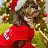 beard, bokeh, brown_and_white, christmas, christmas_tree, costume, cute, dog, festive, holiday, long_hair, ornaments, outdoor, pet, portrait, red_clothing, santa_hat, shih_tzu, sitting, small_dog