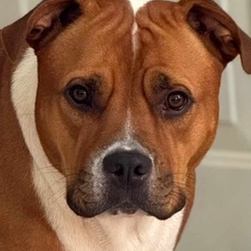 Hazel Mae is registered to the contest to win money with this photo: animal, background, brown, canine, close_up, container, dog, domestic, door, ears, expression, face, floor, fur, indoor, looking, pet, portrait, standing, white