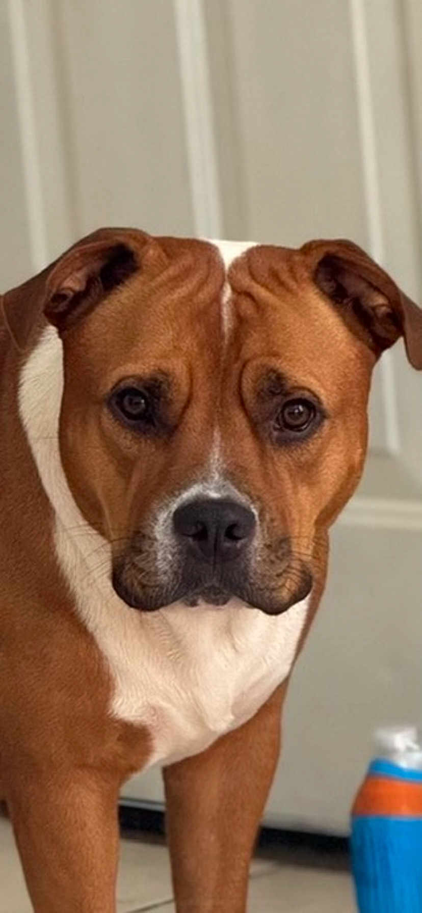 Hazel Mae