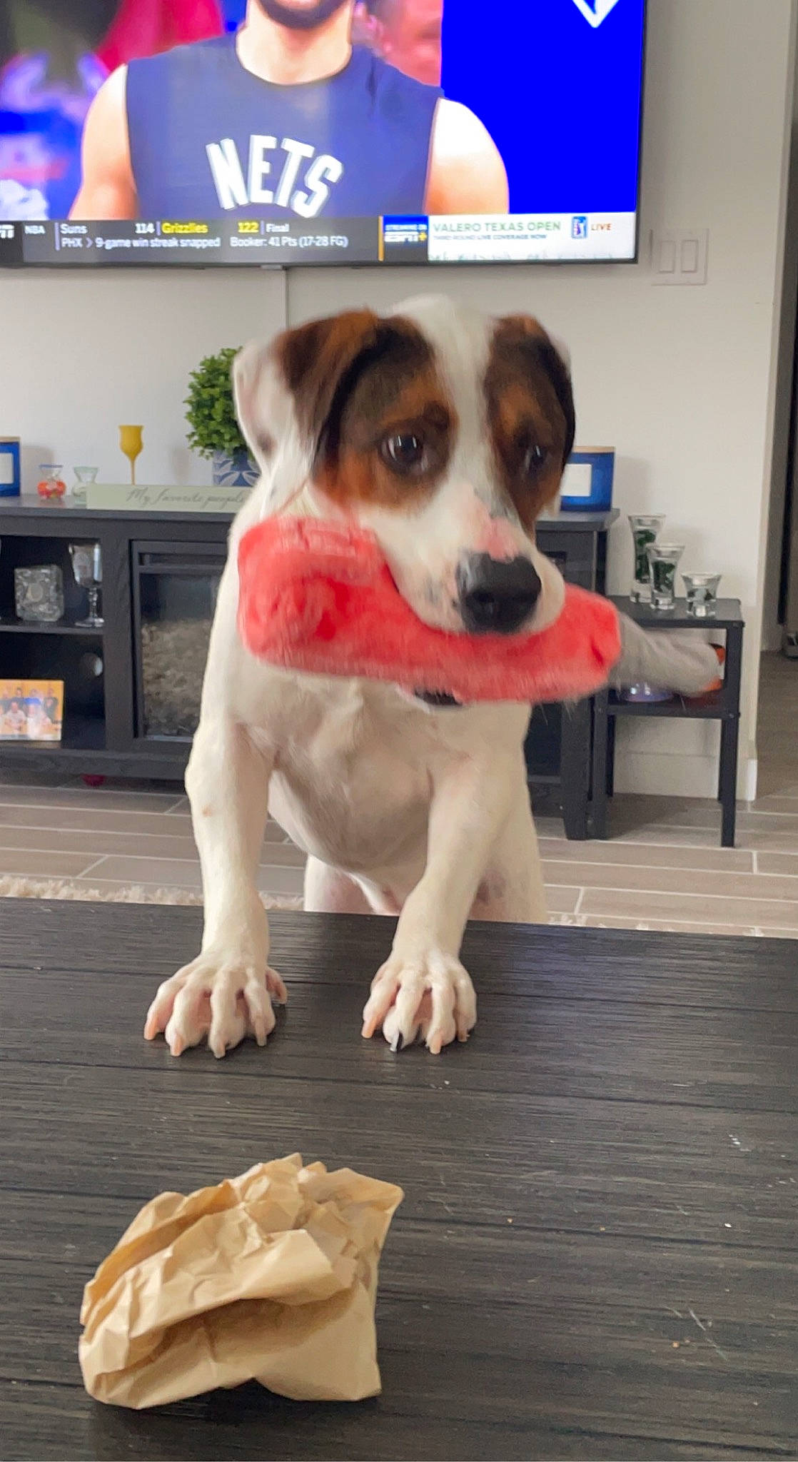 Fang is registered to the contest to win money with this photo: carnivore, companion_dog, display_device, dog, dog_breed, dog_supply, flooring, fur, hardwood, led_backlit_lcd_display, paw, pet_supply, picture_frame, recipe, snout, sporting_group, table, television, wood, working_animal