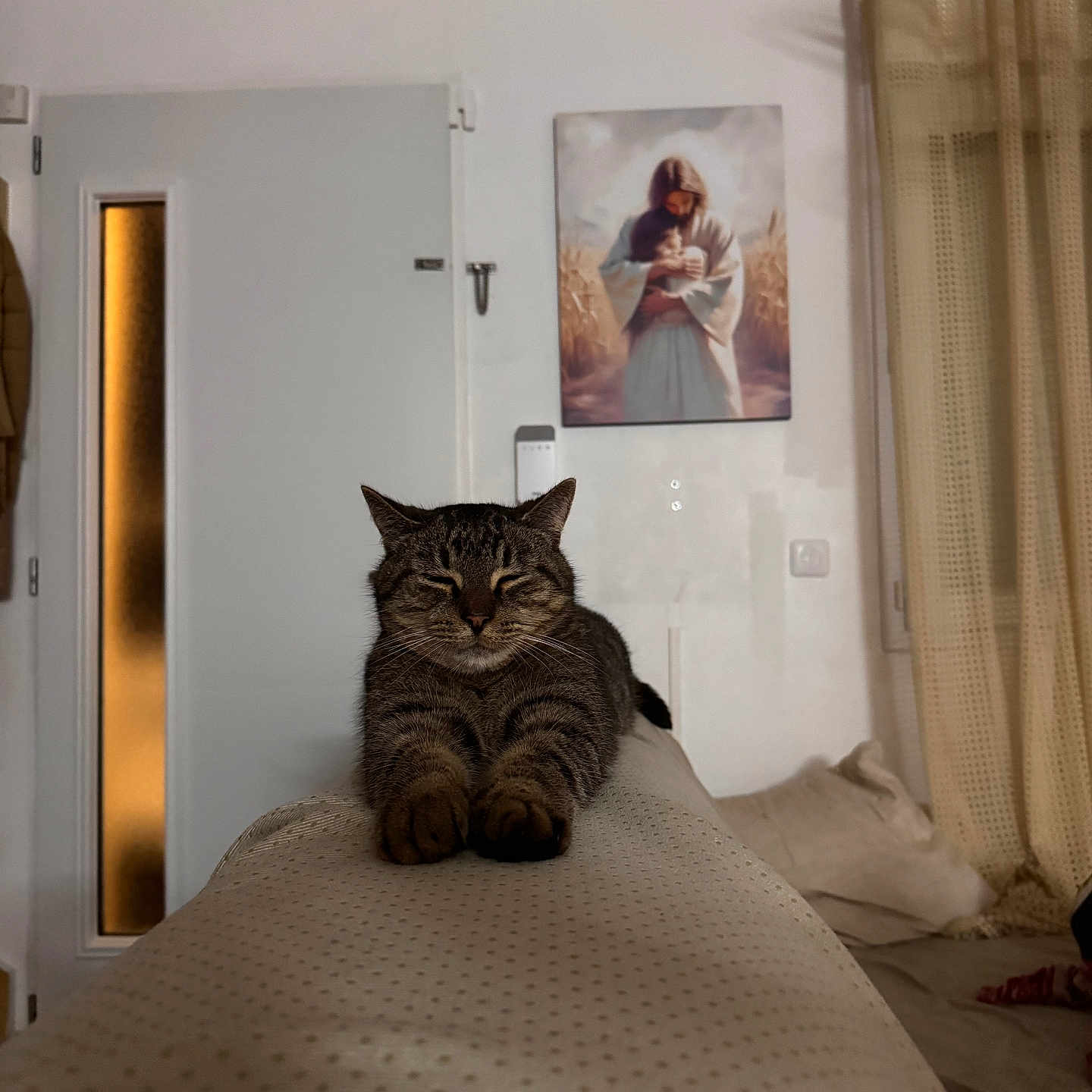 Pompon a rejoint le concours — aidez-le/la à gagner de superbes lots ! animal, cat, comfort, couch, cozy, curtains, domestic, door, feline, furniture, home, indoor, painting, pet, relaxation, resting, soft_light, stretching, tabby, wall