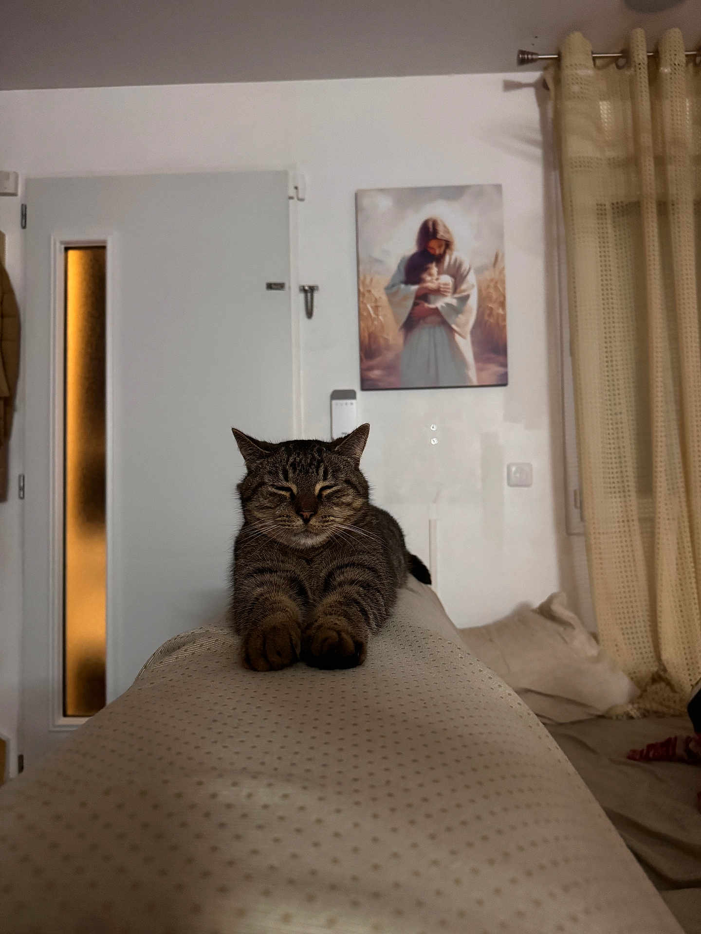 Pompon a rejoint le concours — aidez-le/la à gagner de superbes lots ! cat, tabby, stretching, couch, indoor, curtains, door, painting, wall, relaxation, furniture, home, pet, animal, cozy, feline, soft_light, resting, comfort, domestic