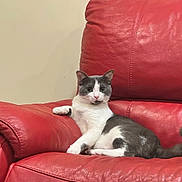 Bobby a rejoint le concours — aidez-le/la à gagner de superbes lots ! cat, gray_and_white, pet, feline, sitting, relaxed, leather_couch, red_couch, indoor, domestic, fur, animal, whiskers, tail, ears, paws, wall, comfort, home, resting