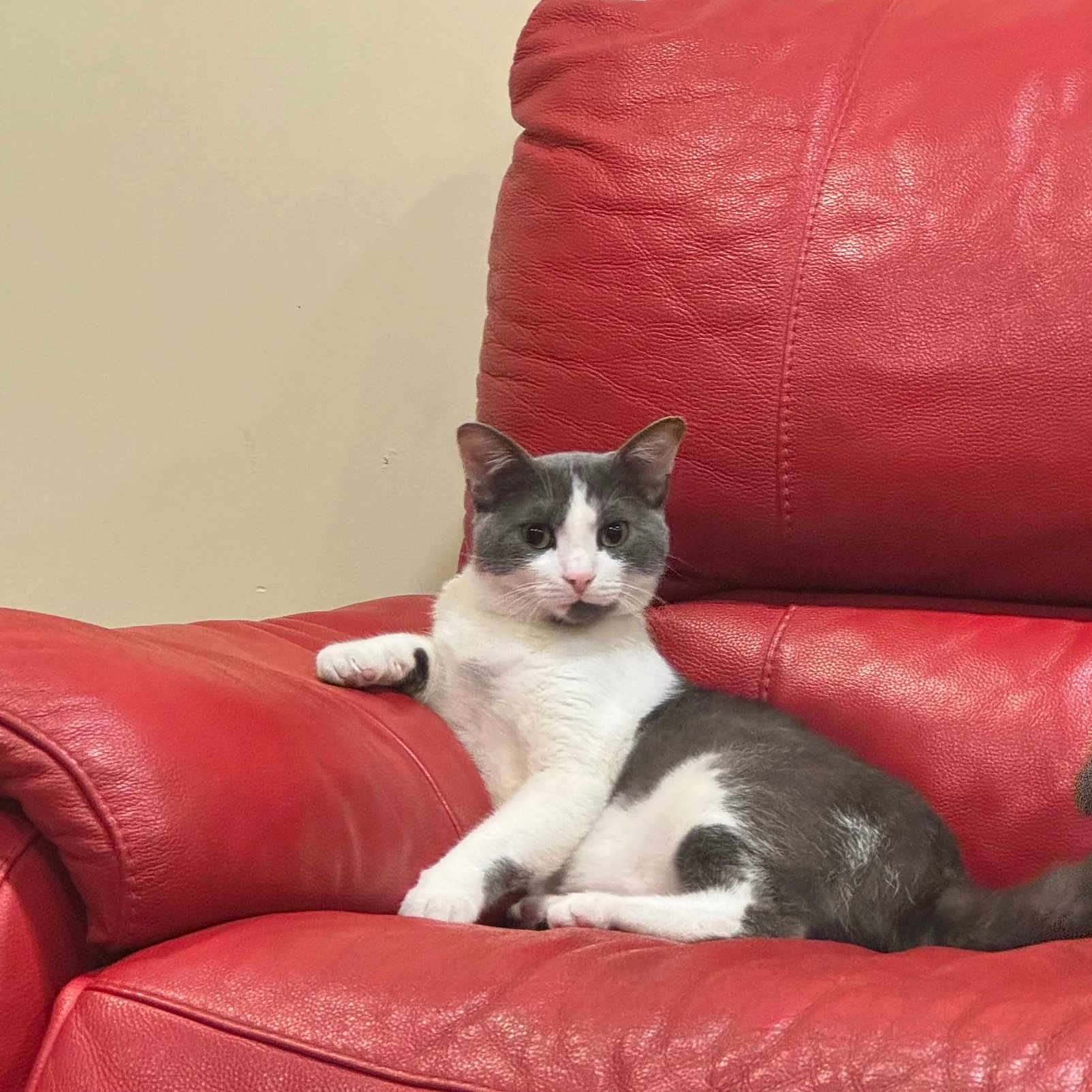 Bobby a rejoint le concours — aidez-le/la à gagner de superbes lots ! animal, cat, comfort, domestic, ears, feline, fur, gray_and_white, home, indoor, leather_couch, paws, pet, red_couch, relaxed, resting, sitting, tail, wall, whiskers