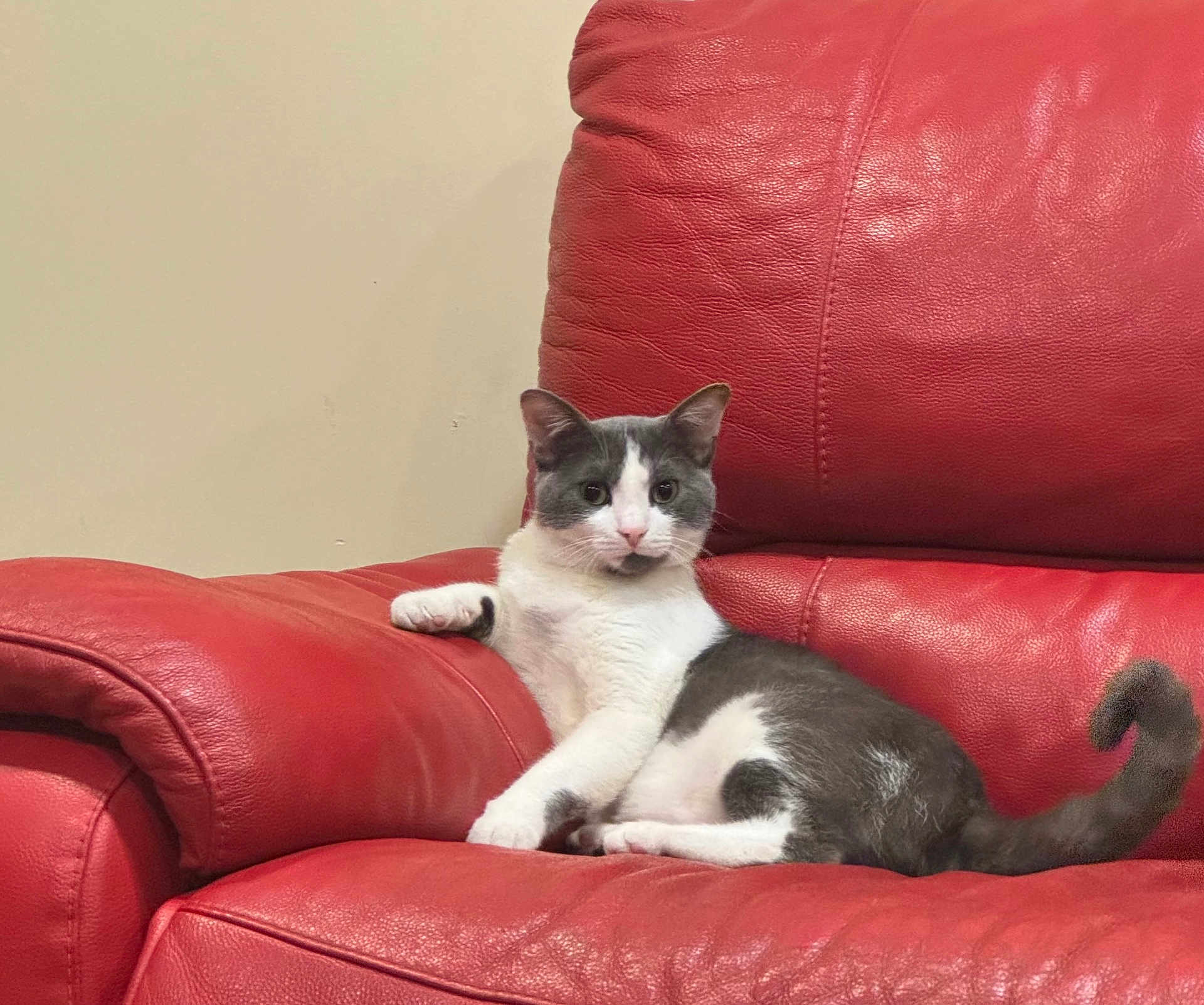 Bobby a rejoint le concours — aidez-le/la à gagner de superbes lots ! cat, gray_and_white, pet, feline, sitting, relaxed, leather_couch, red_couch, indoor, domestic, fur, animal, whiskers, tail, ears, paws, wall, comfort, home, resting