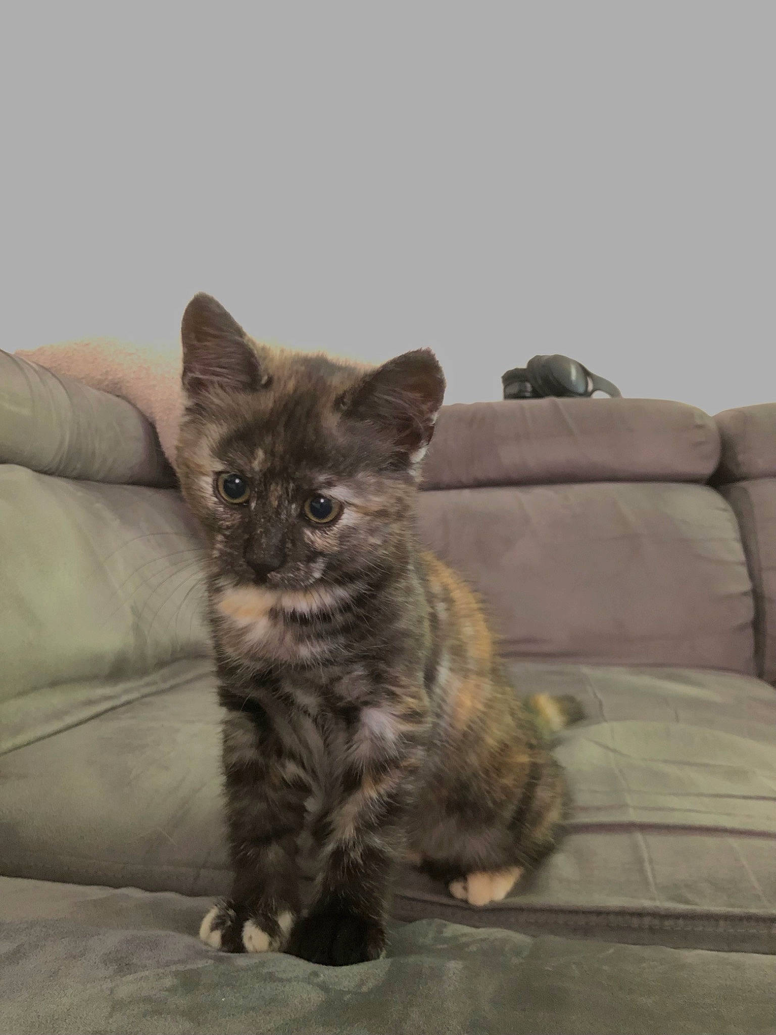 Soky participe au concours pour gagner de l'argent avec cette photo : carnivore, cat, claw, comfort, couch, domestic_short_haired_cat, felidae, fur, grey, paw, sitting, small_to_medium_sized_cats, tail, terrestrial_animal, whiskers, window