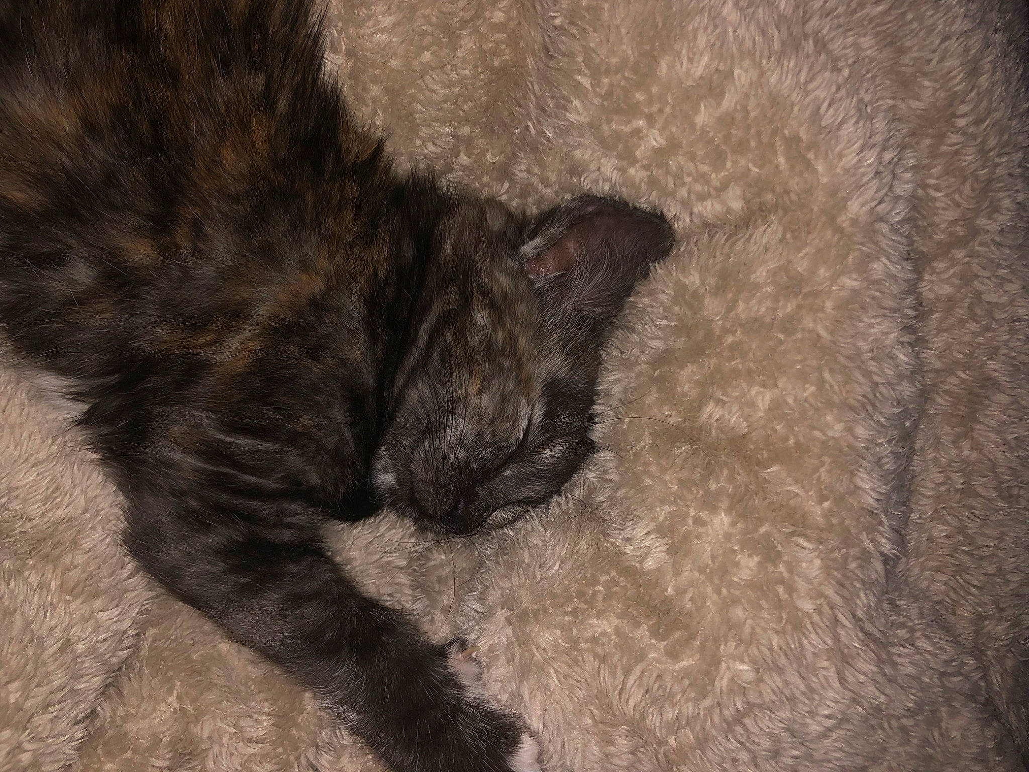 Soky a rejoint le concours — aidez-le/la à gagner de superbes lots ! black_cat, canidae, carnivore, cat, claw, dog_breed, domestic_short_haired_cat, felidae, fur, nap, paw, small_to_medium_sized_cats, snout, sporting_group, tail, terrestrial_animal, whiskers, wildlife