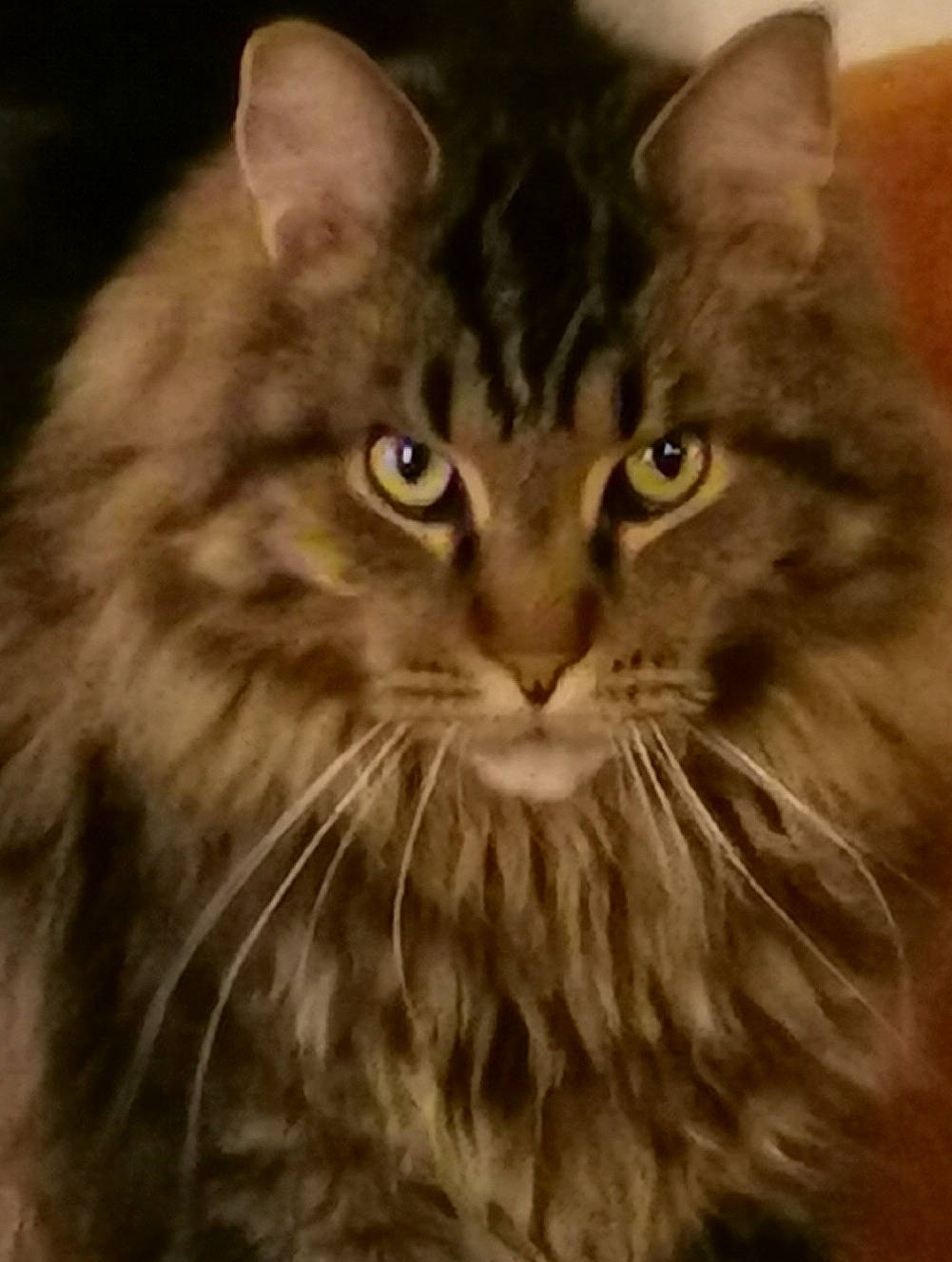 Oskar a rejoint le concours — aidez-le/la à gagner de superbes lots ! british_longhair, carnivore, cat, close_up, domestic_short_haired_cat, eye, felidae, fur, iris, maine_coon, small_to_medium_sized_cats, snout, terrestrial_animal, whiskers