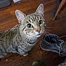 animal, cat, closeup, companion, curious, cute, domestic_cat, ears, flooring, footwear, fur, indoor, looking_up, pet, shoe, sneakers, tabby, whiskers, wooden_floor, young_cat