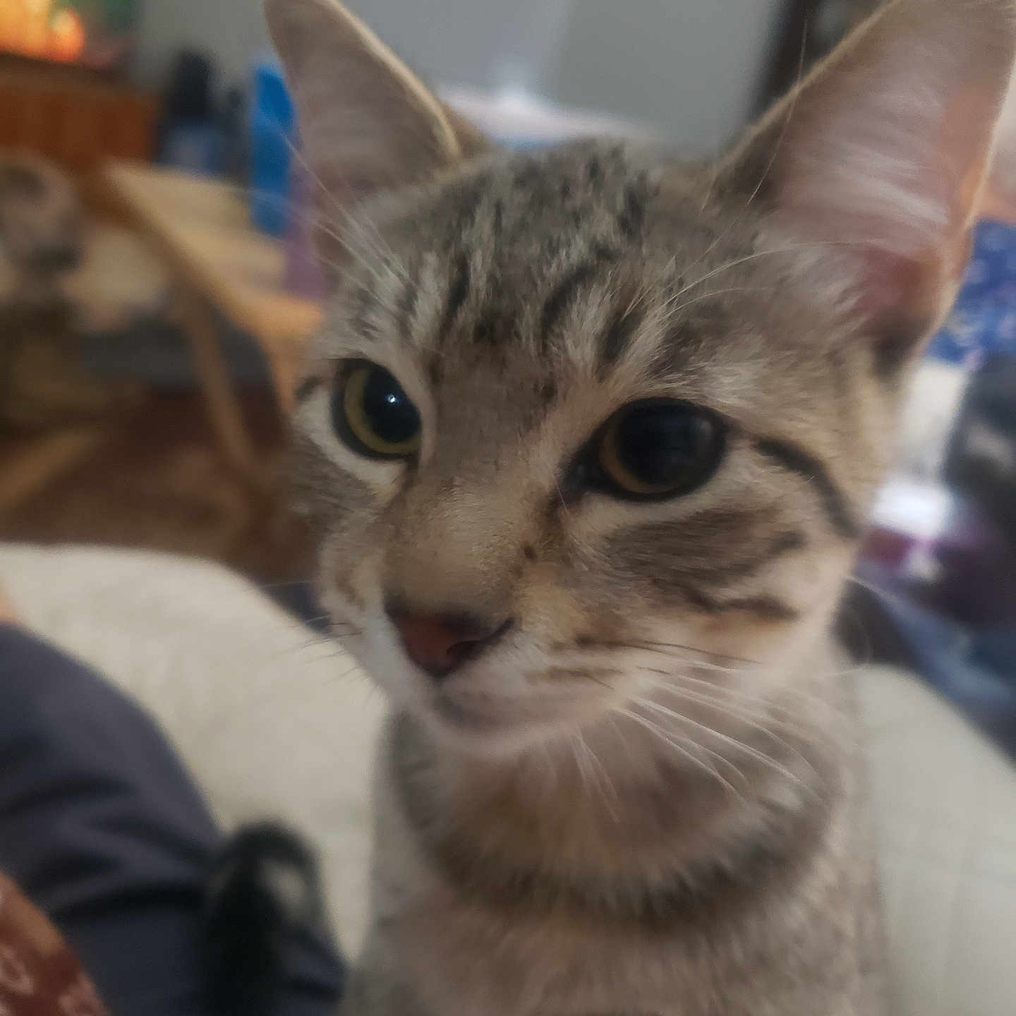 King Tex is registered to the contest to win money with this photo: animal, blurred_background, cat, close_up, cozy, curious, cute, domestic, ears, eyes, face, feline, fur, indoor, kitten, living_room, pet, tabby, whiskers, young
