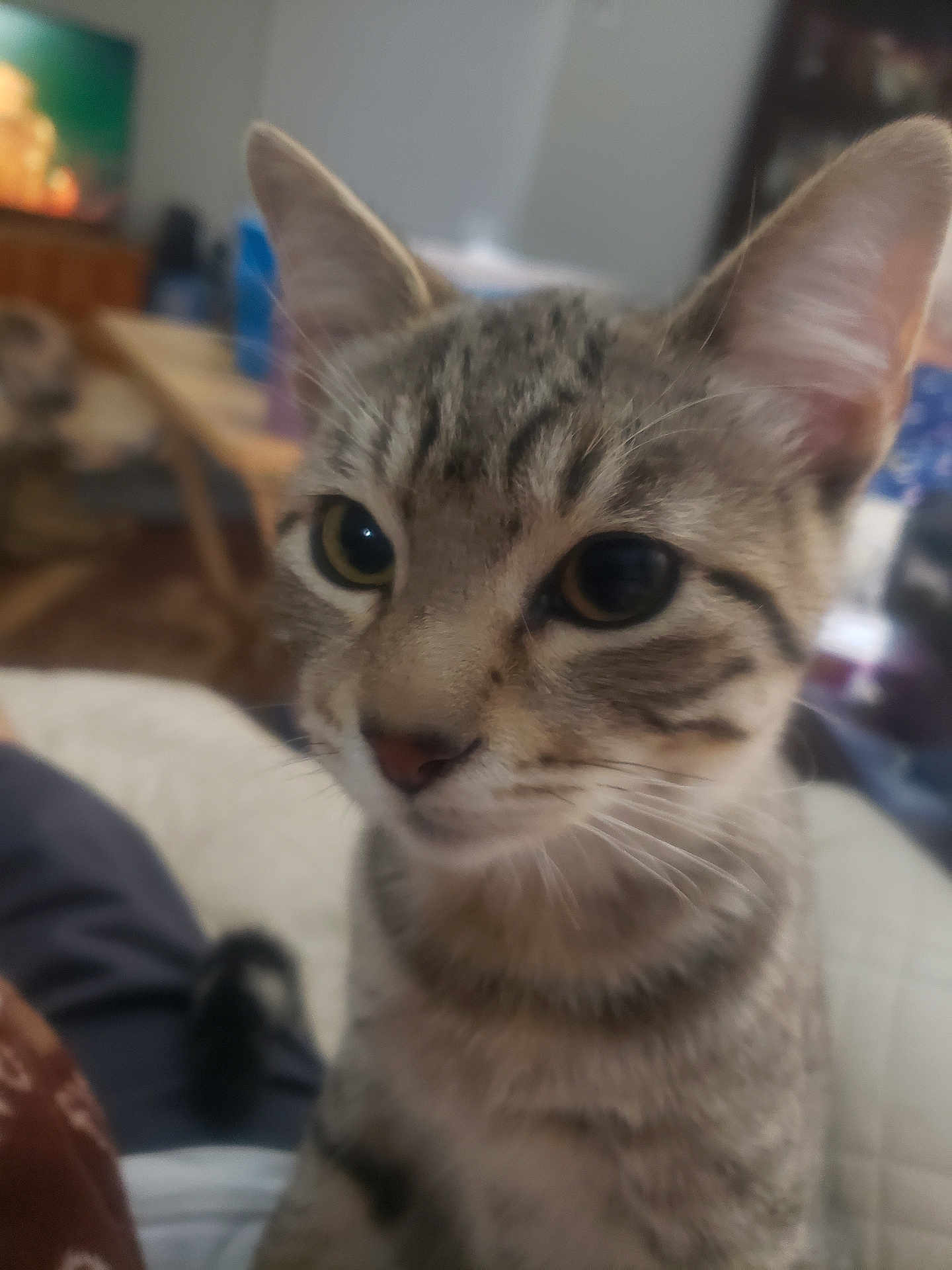 King Tex is registered to the contest to win money with this photo: cat, kitten, tabby, indoor, close_up, pet, animal, feline, young, whiskers, ears, fur, cute, domestic, face, eyes, curious, blurred_background, cozy, living_room