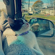 Nova joined the competition — help win amazing prizes! kitten, cat, black_and_white, collar, car_interior, car_window, side_mirror, blanket, curious, pet, animal, domestic_animal, feline, looking_out, daylight, reflection, cozy, soft_texture, indoor, travel
