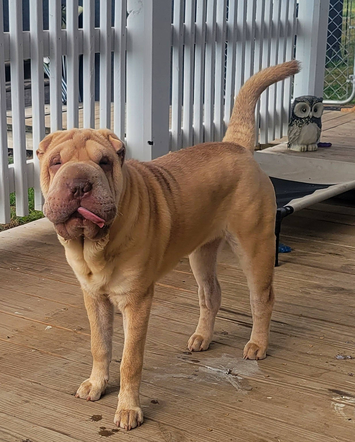 Sabrina is registered to the contest to win money with this photo: carnivore, collar, companion_dog, dog, dog_breed, dog_collar, dog_supply, fawn, fence, ori_pei, pet_supply, plant, shar_pei, snout, sporting_group, tail, terrestrial_animal, wood, working_animal, wrinkle