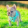 Brody joined the competition — help win amazing prizes! adorable, candid, collar_ring, cute, daytime, dog, ears, french_bulldog, grass, green_background, harness, outdoors, pet, portrait, puppy, shallow_depth_of_field, snout, standing, teal_harness, whiskers