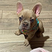 Brody joined the competition — help win amazing prizes! big_ears, blanket, close_up, cute, dog, french_bulldog, hardwood_floor, harness, indoor, looking_up, nose, paws, pet, portrait, puppy, shadow, sitting, whiskers, wide_eyes, wrinkled_face