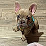 big_ears, blanket, close_up, cute, dog, french_bulldog, hardwood_floor, harness, indoor, looking_up, nose, paws, pet, portrait, puppy, shadow, sitting, whiskers, wide_eyes, wrinkled_face