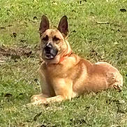 Dean joined the competition — help win amazing prizes! dog, grass, outdoor, animal, pet, lying_down, collar, canine, nature, mammal, field, ears, fur, resting, alert, brown, black_markings, daytime, background, quiet