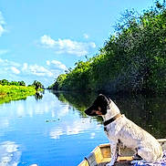Beowulf joined the competition — help win amazing prizes! dog, boat, water, reflection, canal, sky, clouds, trees, greenery, nature, outdoors, pet, collar, sitting, shore, horizon, sunny, vegetation, riverbank, landscape