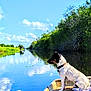 dog, boat, water, reflection, canal, sky, clouds, trees, greenery, nature, outdoors, pet, collar, sitting, shore, horizon, sunny, vegetation, riverbank, landscape