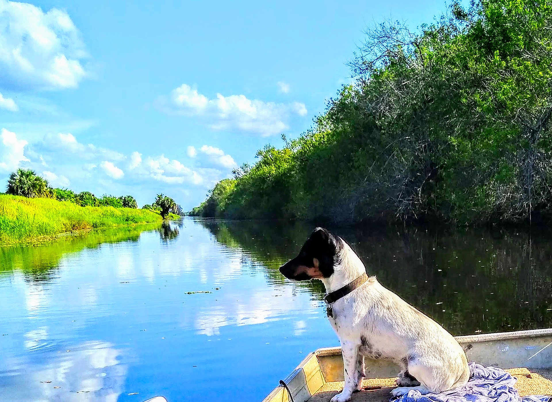 Beowulf joined the competition — help win amazing prizes! dog, boat, water, reflection, canal, sky, clouds, trees, greenery, nature, outdoors, pet, collar, sitting, shore, horizon, sunny, vegetation, riverbank, landscape