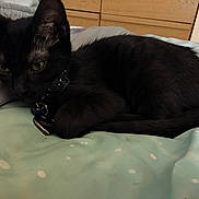 Salem joined the competition — help win amazing prizes! black_cat, cat, pet, indoor, feline, collar, tag, resting, blanket, polka_dots, bedroom, furniture, wooden_drawer, close_up, animal, cute, domestic, fur, paw, relaxed