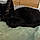 Salem