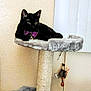cat, black_cat, cat_tree, pet, indoor, furniture, toy, purple_bow_tie, animal, feline, cozy, relaxed, perch, scratching_post, hanging_toy, blanket, wall, window_blinds, domestic, cute