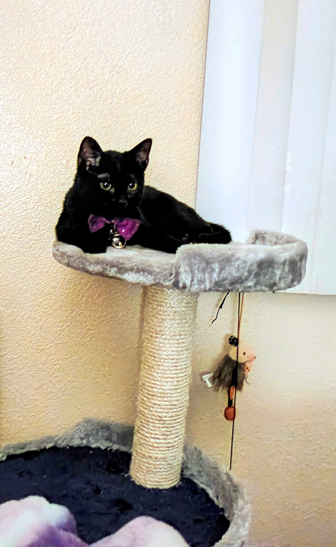 Thackery Binx is registered to the contest to win money with this photo: cat, black_cat, cat_tree, pet, indoor, furniture, toy, purple_bow_tie, animal, feline, cozy, relaxed, perch, scratching_post, hanging_toy, blanket, wall, window_blinds, domestic, cute