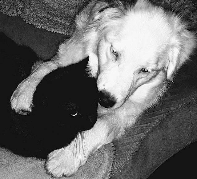 Mojito a rejoint le concours — aidez-le/la à gagner de superbes lots ! australian_shepherd, black_and_white, border_collie, canidae, carnivore, companion_dog, dog, dog_breed, great_pyrenees, mammal, miniature_australian_shepherd, puppy, rare_breed_dog, silken_windhound, small_greek_domestic_dog, sporting_group, vertebrate, welsh_sheepdog, working_dog