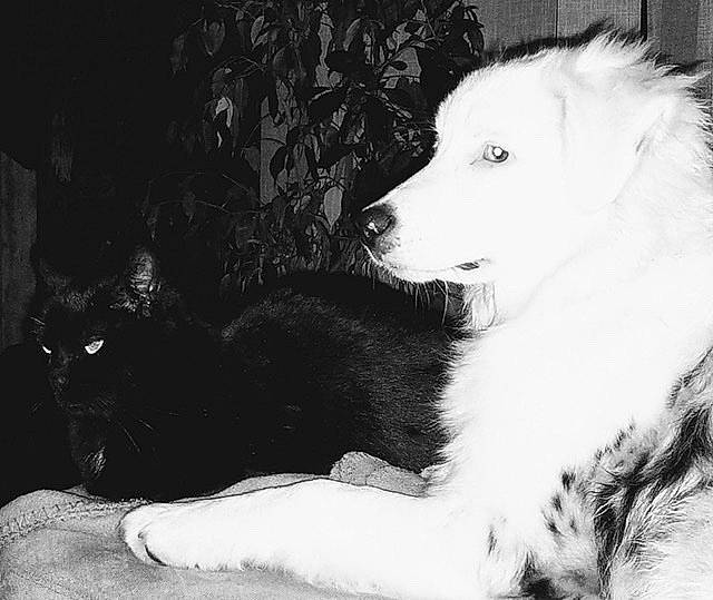 Mojito a rejoint le concours — aidez-le/la à gagner de superbes lots ! black_and_white, border_collie, canidae, carnivore, companion_dog, dog, dog_breed, fur, herding_dog, mammal, monochrome, monochrome_photography, rare_breed_dog, snout, sporting_group, vertebrate, white, working_dog