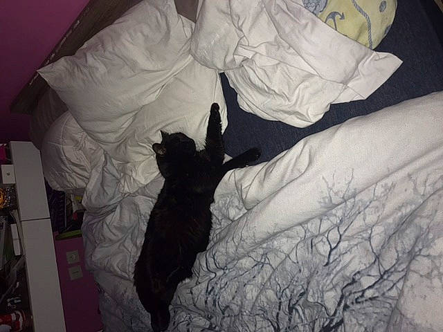 Mojito a rejoint le concours — aidez-le/la à gagner de superbes lots ! bed, bed_sheet, bedding, black_cat, canidae, carnivore, cat, furniture, guard_dog, linens, nap, non_sporting_group, pillow, room, sleep, tail, textile