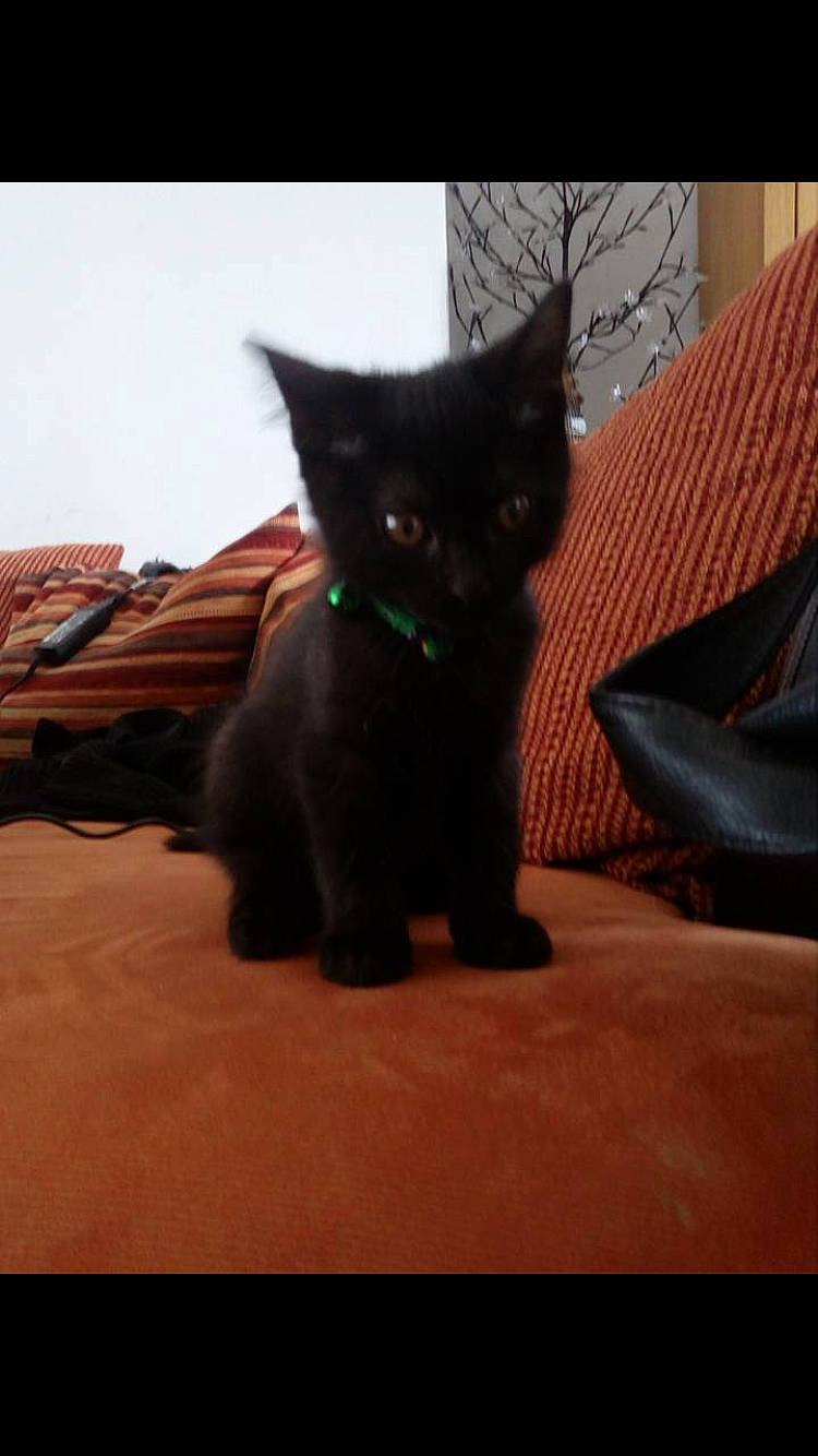 Mojito participe au concours pour gagner de l'argent avec cette photo : asian, black, black_cat, bombay, carnivore, cat, domestic_short_haired_cat, felidae, fur, kitten, mammal, small_to_medium_sized_cats, snapshot, tail, vertebrate, whiskers